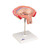The model shows a fetus in the fourth month in the abdominal position in the uterus. Important anatomical structures are labeled. Every original 3B Scientific® Anatomy Model gives you direct access to its digital twin on your smartphone, tablet or desktop device.  Enjoy using the exclusive virtual anatomy content with the following features: