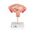 The model shows a fetus in the fourth month in the abdominal position in the uterus. Important anatomical structures are labeled. Every original 3B Scientific® Anatomy Model gives you direct access to its digital twin on your smartphone, tablet or desktop device.  Enjoy using the exclusive virtual anatomy content with the following features: