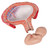 The model shows a fetus in the fourth month in the abdominal position in the uterus. Important anatomical structures are labeled. Every original 3B Scientific® Anatomy Model gives you direct access to its digital twin on your smartphone, tablet or desktop device.  Enjoy using the exclusive virtual anatomy content with the following features: