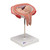 The model shows a fetus in the fifth month in the dorsal position in the uterus. All important anatomical structures are labeled. Every original 3B Scientific® Anatomy Model gives you direct access to its digital twin on your smartphone, tablet or desktop device.  Enjoy using the exclusive virtual anatomy content with the following features: