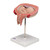 The model shows a fetus in the fifth month in the dorsal position in the uterus. All important anatomical structures are labeled. Every original 3B Scientific® Anatomy Model gives you direct access to its digital twin on your smartphone, tablet or desktop device.  Enjoy using the exclusive virtual anatomy content with the following features: