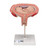 The model shows a fetus in the fifth month in the dorsal position in the uterus. All important anatomical structures are labeled. Every original 3B Scientific® Anatomy Model gives you direct access to its digital twin on your smartphone, tablet or desktop device.  Enjoy using the exclusive virtual anatomy content with the following features: