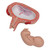 The model shows a fetus in the fifth month in the dorsal position in the uterus. All important anatomical structures are labeled. Every original 3B Scientific® Anatomy Model gives you direct access to its digital twin on your smartphone, tablet or desktop device.  Enjoy using the exclusive virtual anatomy content with the following features:
