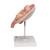 This realistic model shows twin human fetuses in the 5th month of pregnancy. The fetuses are shown in a natural position within the uterus. They can be removed for a closer inspection of the uterus. This high quality model is a great tool for studying the anatomy of human development.