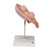 This realistic model shows twin human fetuses in the 5th month of pregnancy. The fetuses are shown in a natural position within the uterus. They can be removed for a closer inspection of the uterus. This high quality model is a great tool for studying the anatomy of human development.