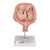 This realistic model shows twin human fetuses in the 5th month of pregnancy. The fetuses are shown in a natural position within the uterus. They can be removed for a closer inspection of the uterus. This high quality model is a great tool for studying the anatomy of human development.