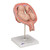 This realistic model shows twin human fetuses in the 5th month of pregnancy. The fetuses are shown in a natural position within the uterus. They can be removed for a closer inspection of the uterus. This high quality model is a great tool for studying the anatomy of human development.