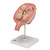 This realistic model shows twin human fetuses in the 5th month of pregnancy. The fetuses are shown in a natural position within the uterus. They can be removed for a closer inspection of the uterus. This high quality model is a great tool for studying the anatomy of human development.