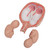 This realistic model shows twin human fetuses in the 5th month of pregnancy. The fetuses are shown in a natural position within the uterus. They can be removed for a closer inspection of the uterus. This high quality model is a great tool for studying the anatomy of human development.