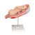 Fetus Model, 7th Month - 3B Smart Anatomy