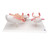 This series shows the most important stages of development of embryo or foetus. All models are mounted together on a base. 1st Month Embryo, 2nd Month Embryo, 3rd Month Embryo, 5th Month Foetus (breech position) 7th Month Foetus