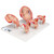This series shows the most important stages of development of embryo or foetus. All models are mounted together on a base. 1st Month Embryo, 2nd Month Embryo, 3rd Month Embryo, 5th Month Foetus (breech position) 7th Month Foetus