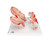 This series shows the most important stages of development of embryo or foetus. All models are mounted together on a base. 1st Month Embryo, 2nd Month Embryo, 3rd Month Embryo, 5th Month Foetus (breech position) 7th Month Foetus