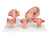 This series shows the most important stages of development of embryo or foetus. All models are mounted together on a base. 1st Month Embryo, 2nd Month Embryo, 3rd Month Embryo, 5th Month Foetus (breech position) 7th Month Foetus