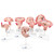 This series shows the most important stages of development of embryo or foetus. All models are mounted together on a base. 1st Month Embryo, 2nd Month Embryo, 3rd Month Embryo, 5th Month Foetus (breech position) 7th Month Foetus