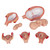 This series shows the most important stages of development of embryo or foetus. All models are mounted together on a base. 1st Month Embryo, 2nd Month Embryo, 3rd Month Embryo, 5th Month Foetus (breech position) 7th Month Foetus