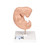 Human Embryo Model, 25 times Life-Size - 3B Smart Anatomy