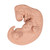 Human Embryo Model, 25 times Life-Size - 3B Smart Anatomy