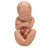 This anatomy model is a representation of a median section through the female pelvis at 40 weeks pregnant with a removable fetus. Study the normal position of child before birth with this model plus the human reproductive and urinary systems. A uterus with embryo in 3rd month of pregnancy is mounted on base for added detail.