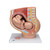 This anatomy model is a representation of a median section through the female pelvis at 40 weeks pregnant with a removable fetus. Study the normal position of child before birth with this model plus the human reproductive and urinary systems. A uterus with embryo in 3rd month of pregnancy is mounted on base for added detail.