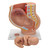 This anatomy model is a representation of a median section through the female pelvis at 40 weeks pregnant with a removable fetus. Study the normal position of child before birth with this model plus the human reproductive and urinary systems. A uterus with embryo in 3rd month of pregnancy is mounted on base for added detail.