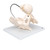 Childbirth Demonstration Pelvis Skeleton Model with Fetal Skull - 3B Smart Anatomy