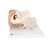 This female pelvis skeleton model is especially suitable for studying female genital organs in the context of their anatomical position in the the pelvis. It consists of female pelvis with a movable symphysis, hip bone, sacrum, coccyx, 2 lumbar vertebrae and a female genital insert with rectum. Womb and bladder can be removed for more detailed anatomical study. This model is great for studying and teaching the anatomy of the human female genital organs. The Female pelvis skeleton with genital organs is delivered on base for easy display in the classroom or doctor's office.