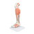 Muscled leg is a life-sized replica of the lower leg, ankle, and foot. The muscle leg model is supported on removable base for easy viewing of this amazing joint. Features of lower muscular leg: Detachable knee cross section to expose the articular surfaces Detachable gastrocnemius muscle