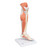 Muscled leg is a life-sized replica of the lower leg, ankle, and foot. The muscle leg model is supported on removable base for easy viewing of this amazing joint. Features of lower muscular leg: Detachable knee cross section to expose the articular surfaces Detachable gastrocnemius muscle