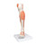 Muscled leg is a life-sized replica of the lower leg, ankle, and foot. The muscle leg model is supported on removable base for easy viewing of this amazing joint. Features of lower muscular leg: Detachable knee cross section to expose the articular surfaces Detachable gastrocnemius muscle