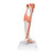 Muscled leg is a life-sized replica of the lower leg, ankle, and foot. The muscle leg model is supported on removable base for easy viewing of this amazing joint. Features of lower muscular leg: Detachable knee cross section to expose the articular surfaces Detachable gastrocnemius muscle
