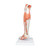 Muscled leg is a life-sized replica of the lower leg, ankle, and foot. The muscle leg model is supported on removable base for easy viewing of this amazing joint. Features of lower muscular leg: Detachable knee cross section to expose the articular surfaces Detachable gastrocnemius muscle