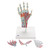 The bones, muscles, tendons, ligaments, nerves and arteries are all featured in this high quality 4 part model of the hand and lower forearm. The dorsal side of the hand shows the extensor muscles as well as portions of the tendons at the wrist as they pass under the extensor retunaculum. The palmar face of the hand is represented in three layers, the first two are removable to allow detailed study of the deeper anatomical layer of the hand. In addition clinically important structures such as the median nerve and superficial palmar arterial arch can be explored in detail in the hand model. The deepest anatomical layer allows for study of the intrinsic muscles and deep palmar arterial arch in addition to other details of the anatomy of the hand. This high quality anatomically correct hand model with ligaments and muscles is great for detailed study.
