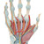 The bones, muscles, tendons, ligaments, nerves and arteries are all featured in this high quality 4 part model of the hand and lower forearm. The dorsal side of the hand shows the extensor muscles as well as portions of the tendons at the wrist as they pass under the extensor retunaculum. The palmar face of the hand is represented in three layers, the first two are removable to allow detailed study of the deeper anatomical layer of the hand. In addition clinically important structures such as the median nerve and superficial palmar arterial arch can be explored in detail in the hand model. The deepest anatomical layer allows for study of the intrinsic muscles and deep palmar arterial arch in addition to other details of the anatomy of the hand. This high quality anatomically correct hand model with ligaments and muscles is great for detailed study.