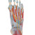 This anatomically detailed model of the foot and lower leg can be disassembled into 6 removable parts for detailed study of the foot and ankle. The foot skeleton features not only the bones but also the muscles, tendons, ligaments, nerves, arteries, and veins of the foot. The frontal view of the foot model features the extensor muscles of the lower leg. The tendons can be followed on their passage under the transverse and crucial crural ligaments all the way to their insertion points. In addition all tendon sheaths of the foot area are visible. On the dorsal portion of the foot the gastrocnemius muscle is removable to reveal deeper anatomical elements. The sole of the foot is represented in three layers; the first layer displaying the flexor digitorum brevis. This muscle can be removed from the foot revealing the quadratus plantae, the tendon of the flexor digitorum longus, and the flexor hallucis muscle. This second layer is in turn removable to display even deeper anatomical details of the foot. This foot skeleton model with ligaments and muscles is the best of its kind in quality and value.