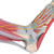 This anatomically detailed model of the foot and lower leg can be disassembled into 6 removable parts for detailed study of the foot and ankle. The foot skeleton features not only the bones but also the muscles, tendons, ligaments, nerves, arteries, and veins of the foot. The frontal view of the foot model features the extensor muscles of the lower leg. The tendons can be followed on their passage under the transverse and crucial crural ligaments all the way to their insertion points. In addition all tendon sheaths of the foot area are visible. On the dorsal portion of the foot the gastrocnemius muscle is removable to reveal deeper anatomical elements. The sole of the foot is represented in three layers; the first layer displaying the flexor digitorum brevis. This muscle can be removed from the foot revealing the quadratus plantae, the tendon of the flexor digitorum longus, and the flexor hallucis muscle. This second layer is in turn removable to display even deeper anatomical details of the foot. This foot skeleton model with ligaments and muscles is the best of its kind in quality and value.