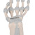 This single-part hand skeleton model shows the anatomy of the ligaments in the hand in detail. It is ideally suited both as a teaching aid as well as for anatomy classes, such as for medical students, physiotherapists and occupational therapists. The carpals (ossa carpi), the metacarpals (ossa metacarpi) and finger bones (ossa digitorum manus) are shown as osseous structures. In the distal area of the forearm, the radius and the ulna are represented.