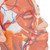 Representation of the superficial musculature with: • Parotid gland • Submandibular gland (right half) • Deep musculature (left half) • Lower jaw partially exposed • Displaying blood vessels Every original 3B Scientific® Anatomy Model gives you direct access to its digital twin on your smartphone, tablet or desktop device.