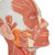 Representation of the superficial musculature with: • Parotid gland • Submandibular gland (right half) • Deep musculature (left half) • Lower jaw partially exposed • Displaying nerves