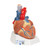 This heart model shows the anatomy of the human heart and is horizontally sectioned at the level of the valve plane. The following parts can be removed from heart: Esophagus Trachea Superior vena cava Aorta Front heart wall Upper half of the heart