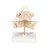 Adult dentures with Tooth roots, spongiosa, vessels, and nerves exposed. The lower jaw is movable on the adult denture model.  Adult denture model on base. Every original 3B Scientific® Anatomy Model gives you direct access to its digital twin on your smartphone, tablet or desktop device.  Enjoy using the exclusive virtual anatomy content with the following features: