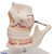 Adult dentures with Tooth roots, spongiosa, vessels, and nerves exposed. The lower jaw is movable on the adult denture model.  Adult denture model on base. Every original 3B Scientific® Anatomy Model gives you direct access to its digital twin on your smartphone, tablet or desktop device.  Enjoy using the exclusive virtual anatomy content with the following features: