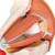 This eye model shows the eyeball with optic nerve in its natural position in the bony orbit (floor and medial wall). Additionally, this eye model shows the relation between eye, bones, muscles, and outer structures of the eye. Eye dissects into: Two halves of the sclera Optic nerve M. rectus superior M. rectus lateralis Cornea half Eye lens Lachrymal system Vitreous humour Tear gland Associated structures