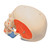 Spare skull/muscle/holes for A13/1, medical supplies online Canada, medical training supplies and equipment