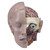 Spare head, 3 parts, medical training supplies online Canada, medical equipment