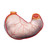 Spare stomach, 2 part, medical supplies online Canada, anatomical models and medical training equipment