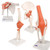 Buy together and save! This anatomy joint set consists of four, high quality, life-size models of the Shoulder, Hip, Knee and Elbow all mounted to bases.