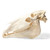 Bone specimen of a horse skull consisting of approximately 37 individual bones, which are rigidly connected to each other. All the teeth are firmly attached to the jaws.