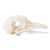 Real, prepared pigeon skull. A striking feature of the skull is its relatively large eye sockets. Length: Approx. 5.5 cm