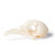 Real, prepared pigeon skull. A striking feature of the skull is its relatively large eye sockets. Length: Approx. 5.5 cm